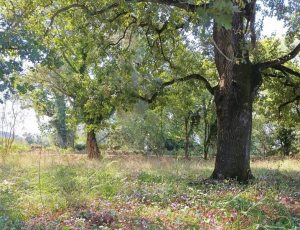 Πρέβεζα: Εντυπωσιακές φθινοπωρινές εικόνες με ανθισμένα κυκλάμινα στο δάσος των Αγίων Αποστόλων