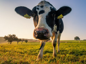 Γάλα: Ερχονται μεγάλες ελλείψεις – Επηρεάζονται φέτα, γραβιέρα και κασέρι