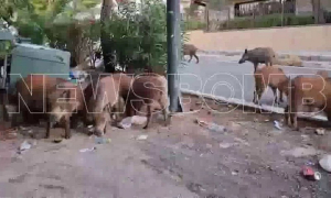 Θρακομακεδόνες: Αγριογούρουνα αναζητούν τροφή σε κάδους απορριμάτων – Δείτε βίντεο