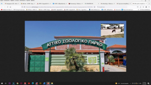 Οργή και αντιπαράθεση μετά τη θανάτωση του χιμπατζή που δραπέτευσε από το Αττικό Ζωολογικό Πάρκο