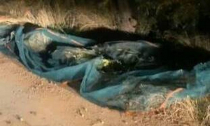 Εύβοια: Άπλωσαν το βράδυ μουσαμάδες για να κλέψουν ελιές από χωράφι
