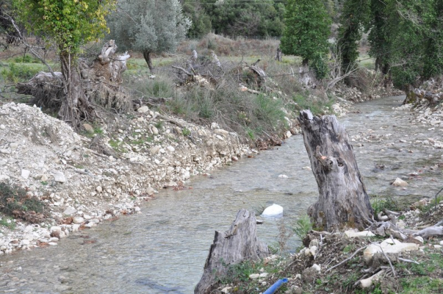Η νόσος των πλατάνων “πληγώνει” το τοπίο που περιβάλλει τα ποτάμια της Πρέβεζας