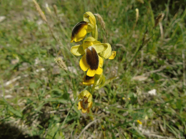 Σεμινάριο για τις αυτοφυείς ορχιδέες της Λευκάδας
