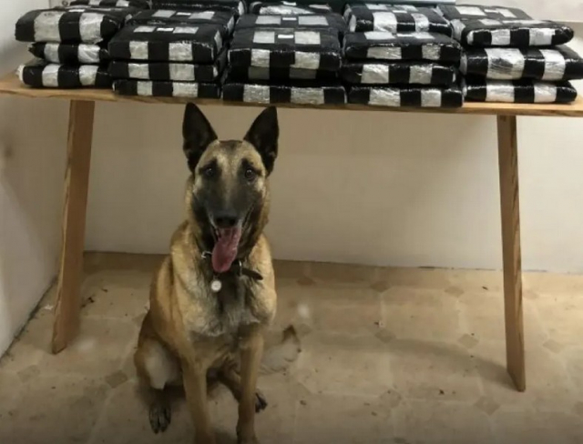 Αλεξανδρούπολη: Η «Λάικα» μύρισε 32 κιλά κάνναβη - Δείτε βίντεο και φωτογραφίες