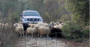 Χανιά: Αδέσποτα... πρόβατα κατέστρεφαν καλλιέργειες - Περισυλλέγησαν και κατασχέθηκαν