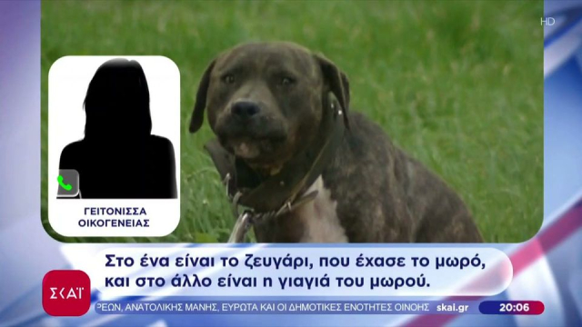 Τραγωδία στη Ζάκυνθο: Πιτμπουλ κατασπάραξε δίχρονο αγοράκι! (video)