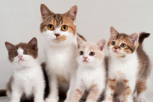 Θεσσαλονίκη: Τεμάχισαν νεογέννητα γατιά και τα έβαλαν σε πιάτο για αδέσποτα