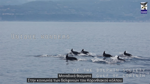 Παγκοσμίως μοναδικά δελφίνια στον Κορινθιακό! - 4λεπτο βίντεο