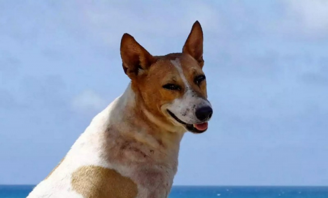 Πρέβεζα: Σκότωσε σκύλο που έδεσε και έσερνε με ποδήλατο