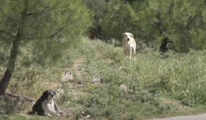 Θεσσαλονίκη: Πρόστιμο 30.000 ευρώ επειδή σκότωσε αδέσποτο σκύλo που του επιτέθηκε
