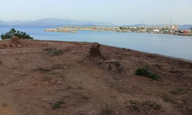 Πρέβεζα: «Θυσιάστηκαν» τα πευκάκια