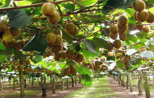 «Ταυτότητα» και για τα ακτινίδια Άρτας