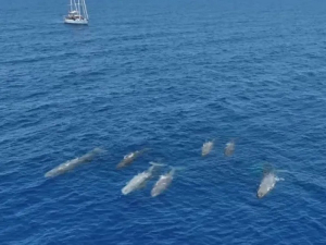Εντυπωσιακό θέαμα με φάλαινες να κολυμπούν στο Ιόνιο