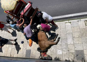 Κέρκυρα: Συνελήφθη ο ιδιοκτήτης του αλόγου που ξεψύχησε στη μέση του δρόμου