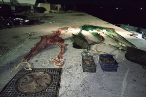 Πρέβεζα: Κατασχέθηκαν 26 κιλά γαρίδα Γάμπαρη – Προς καταστροφή δύο ”τρατάκια”