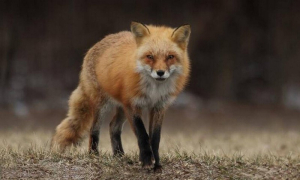 Πετρούπολη: Αλεπού αποπειράθηκε να κλέψει τσάντα με κρουασάν (βίντεο)