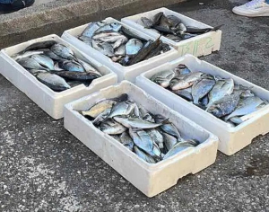 Συλλήψεις στο Μεσολόγγι για υπόθεση ληστείας σε ιχθυοκαλλιέργεια της Λευκάδας