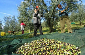 «Σπάνιος χρυσός» το ελαιόλαδο στην Ευρώπη, εξαντλούνται τα αποθέματα - Γιατί εκτοξεύτηκε η τιμή του