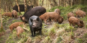 Αγριογούρουνο προκάλεσε το θανατηφόρο στην Παραμυθιά