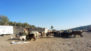 Μάνδρα: Κομβική η κατάθεση του 14χρονου για τον 17χρονο που βρέθηκε νεκρός από σφαίρα