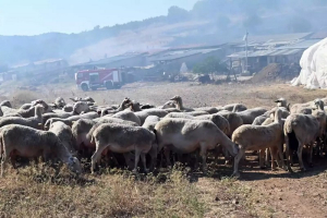 Πανώλη στα αιγοπρόβατα:  Σε ποιες περιοχές αίρεται μερικώς η καραντίνα στη μετακίνηση για σφαγή