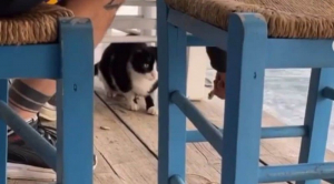 Εύβοια: Παρέμβαση Θεοδωρικάκου για κακοποίηση ζώου