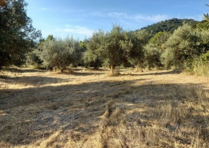 Δολωματικός ψεκασμός για τον δάκο της ελιάς τις επόμενες εβδομάδες στην Π.Ε Πρέβεζας