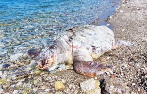 Νεκρή χελώνα καρέτα καρέτα στην παραλία της Βόνιτσας
