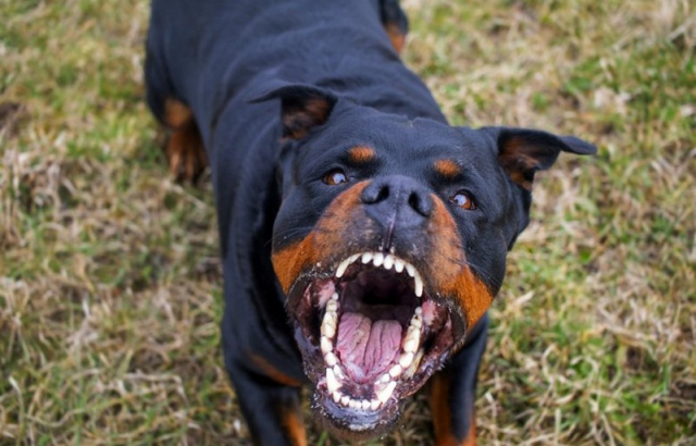 Γαύδος: Ροτβάιλερ επιτέθηκαν σε 39χρονη - Το έχουν κάνει ξανά