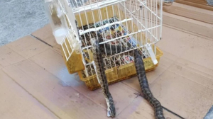 Λάρισα: Φίδι εισέβαλε σε σπίτι και έφαγε το καναρίνι!