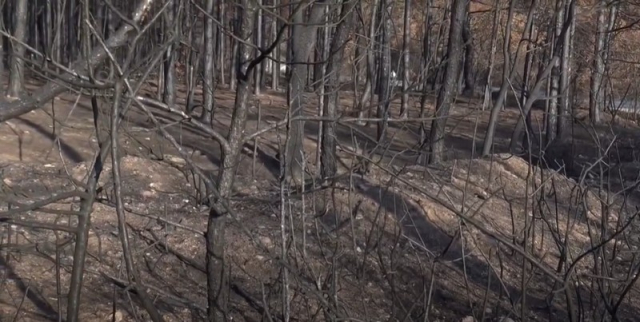 Δαδιά, μετά την καταστροφή (βίντεο)