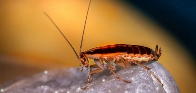 Λάρισα: Γυναίκα πήγε στο νοσοκομείο με… κατσαρίδα στο αυτί