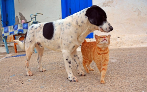 Επιδημία η εγκατάλειψη και η κακοποίηση ζώων