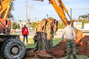 Ελιές από τον Ενετικό Ελαιώνα κοσμούν τους κόμβους της Πρέβεζας