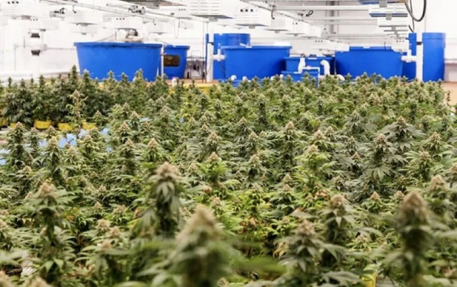 Φωκίδα: Οργανωμένη φυτεία με εκατοντάδες δενδρύλλια κάνναβης, εξόδους διαφυγής και περίφραξη