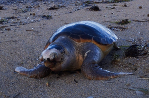 Πρέβεζα: Νεκρή χελώνα στην παραλία του Μονολιθίου