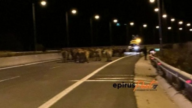 Εκτροπή νταλίκας με αγελάδες… Έκλεισε η Εγνατία!