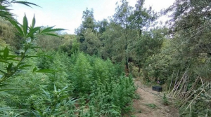 Μεσσηνία: Το ελικόπτερο εντόπισε... χασισοδάσος