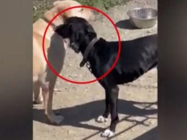 Ιδιοκτήτης σκύλου «διασκέδασε» τοποθετώντας του ηλεκτρικό κολάρο