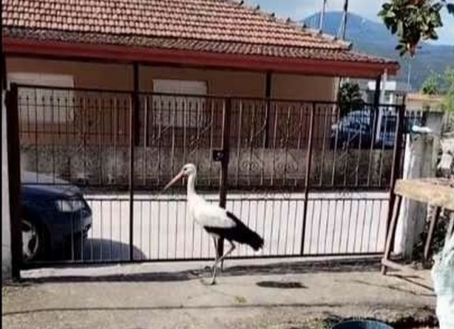 Πρέβεζα: Ένας ξεχωριστός επισκέπτης σε αυλή σπιτιού στο Λούρο