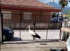 Πρέβεζα: Ένας ξεχωριστός επισκέπτης σε αυλή σπιτιού στο Λούρο