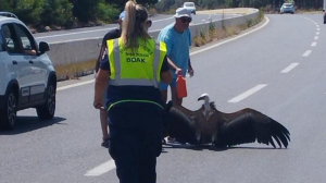 Κρήτη: Διψασμένος γυπαετός βρέθηκε στη μέση του ΒΟΑΚ - Δείτε φωτογραφίες