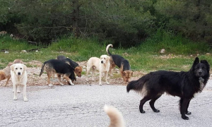 Φθιώτιδα: Σκύλος επιτέθηκε και δάγκωσε ποδηλάτισσα
