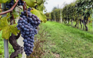 Πρέβεζα: Έως τις 20/9 οι αιτήσεις για τις άδειες νέας φύτευσης οινοποιήσιμων αμπελιών