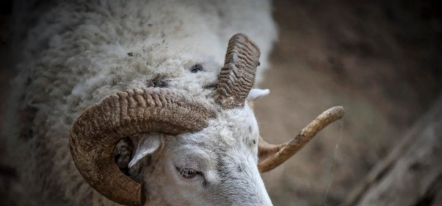 Απίστευτη εξέλιξη με τη νεκρή 68χρονη κτηνοτρόφο στην Καβάλα!