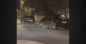 Αγριογούρουνο βόλταρε στο Χαϊδάρι, πετάχτηκε μπροστά σε αυτοκίνητο (βίντεο)