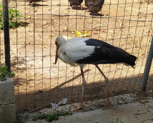 Φιλιππιάδα: Ο πελαργός που επέλεξε να παραμείνει και τον χειμώνα