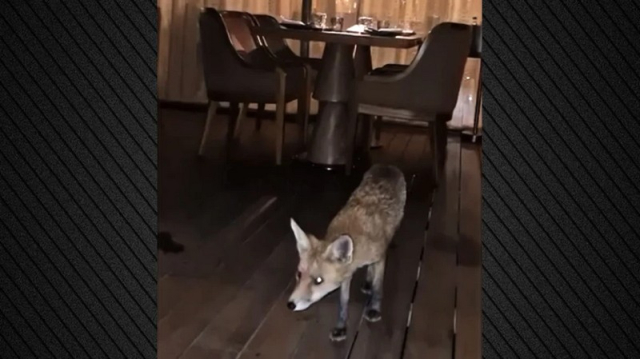 Γλυφάδα: Αλεπού σε εστιατόριο ξενοδοχείου, κυκλοφορούσε ανάμεσα στα τραπέζια (βίντεο)