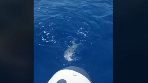 Ρόδος: Γέμισε λαγοκέφαλους η θάλασσα (video)