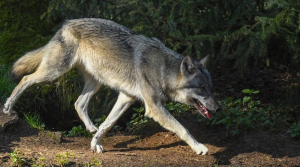 Θεσσαλονίκη: Λύκος κατασπαράζει αδέσποτο σκύλο στη μέση του δρόμου